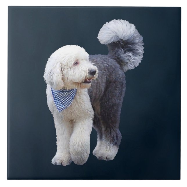 Sheepadoodle With Blue Chequered Scarf Ceramic Tile (Front)