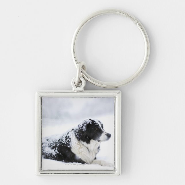 Sheepdog (Akbash/collie mix) lying out during Key Ring (Front)