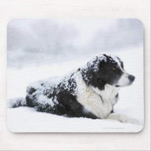 Sheepdog (Akbash/collie mix) lying out during Mouse Pad