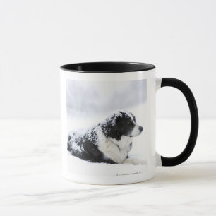 Sheepdog (Akbash/collie mix) lying out during Mug