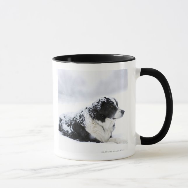 Sheepdog (Akbash/collie mix) lying out during Mug (Right)