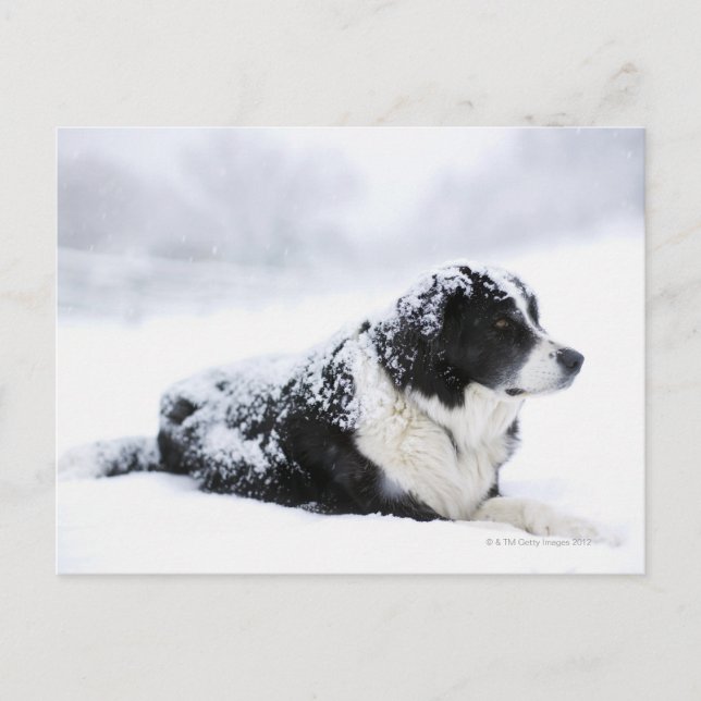 Sheepdog (Akbash/collie mix) lying out during Postcard (Front)