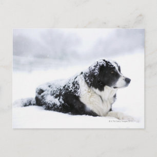 Sheepdog (Akbash/collie mix) lying out during Postcard