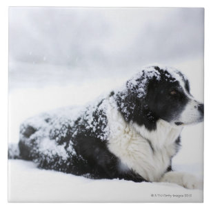 Sheepdog (Akbash/collie mix) lying out during Tile