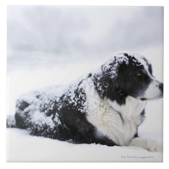 Sheepdog (Akbash/collie mix) lying out during Tile (Front)