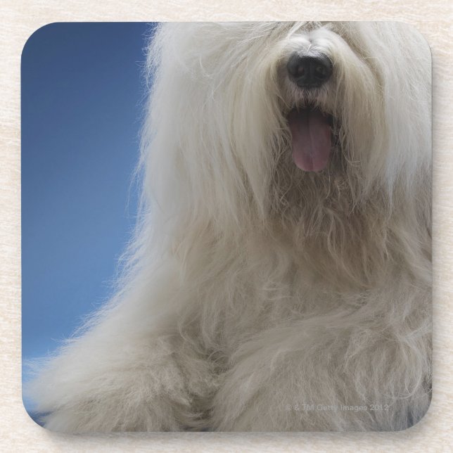 Sheepdog Coaster (Front)