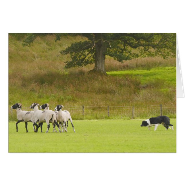Sheepdog Herding Sheep Card (Front Horizontal)