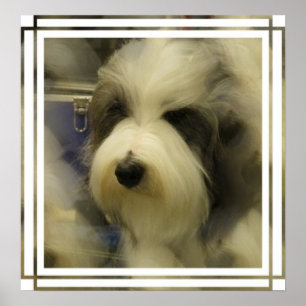 Sheepdog Picture Print