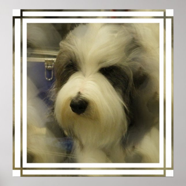 Sheepdog Picture Print (Front)