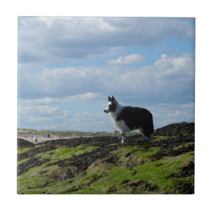 Sheepdog Ready on Rocks Ceramic Tile