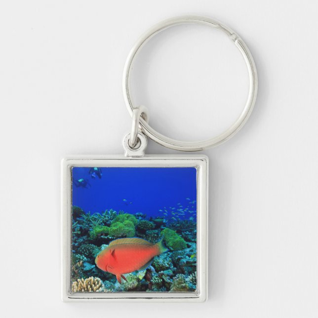 Sheephead Parrotfish Scarus Key Ring (Front)