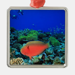 Sheephead Parrotfish Scarus Metal Tree Decoration