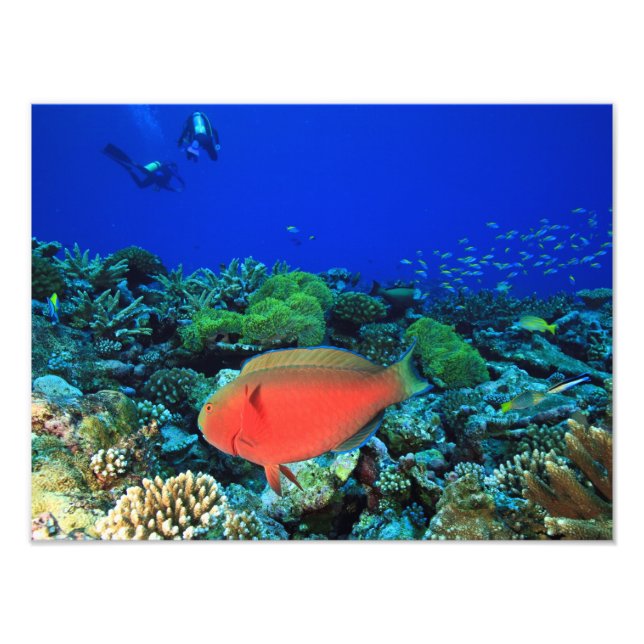Sheephead Parrotfish Scarus Photo Print (Front)