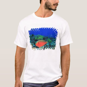 Sheephead Parrotfish Scarus T-Shirt