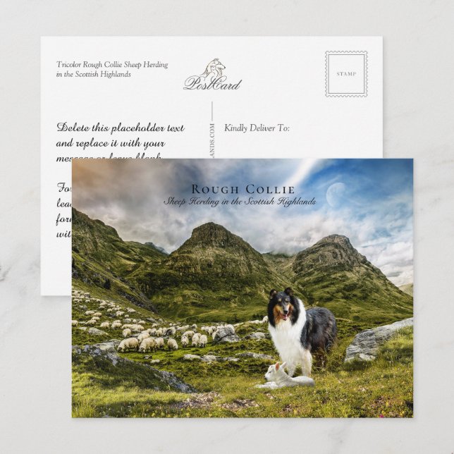 Sheepherding Tricolor Rough Collie - Collectable Postcard (Front/Back)