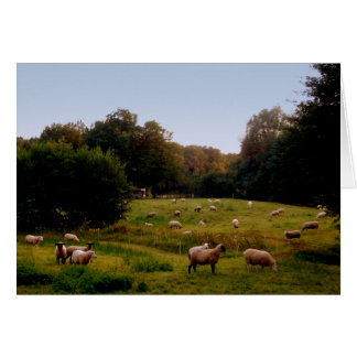 Sheepish