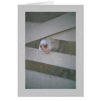 sheep's muzzle through fence