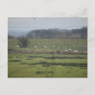 Sheeps Postcard