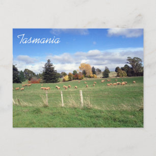sheepscape tasmania postcard