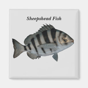 sheepshead fish magnet