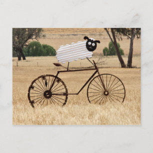 SheepThrills Postcard
