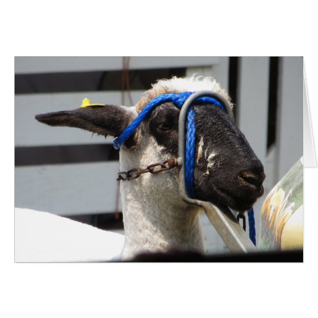 Sheered Sheep (Front Horizontal)