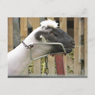 Sheered Sheep Postcard