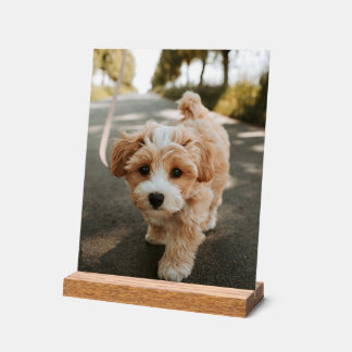 Sheet with picture of cute sweet dog acrylic sign