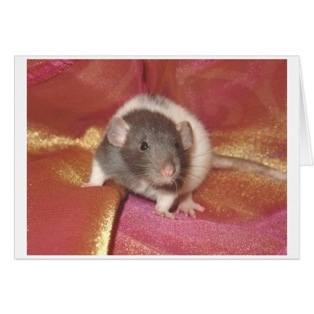 Shelby (Front Horizontal)