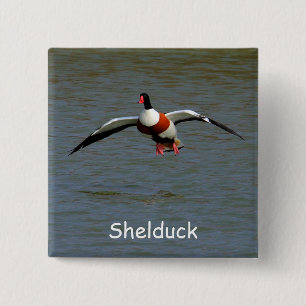 Shelduck 15 Cm Square Badge
