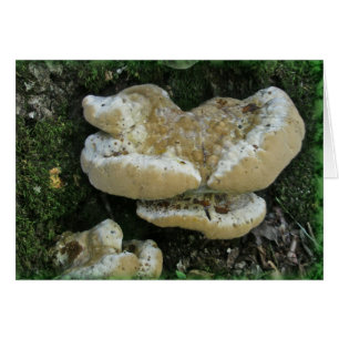 Shelf Fungi on Stump