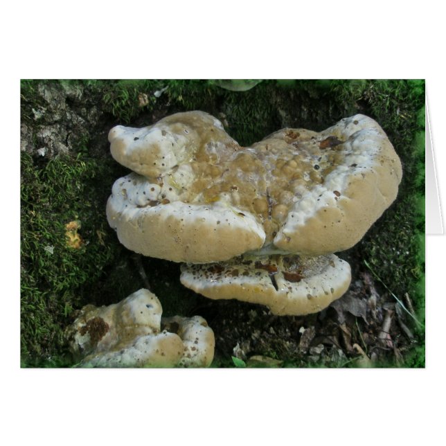 Shelf Fungi on Stump (Front Horizontal)
