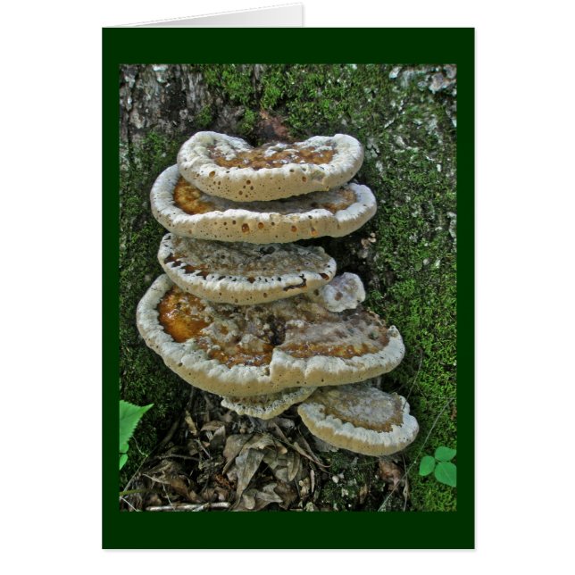 Shelf Fungi on Stump (Front)