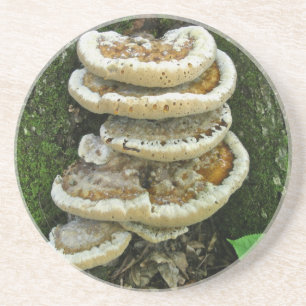 Shelf Fungi on Stump Coaster
