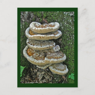 Shelf Fungi on Stump Postcard
