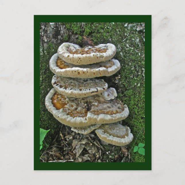 Shelf Fungi on Stump Postcard (Front)