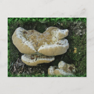 Shelf Fungi on Stump Postcard