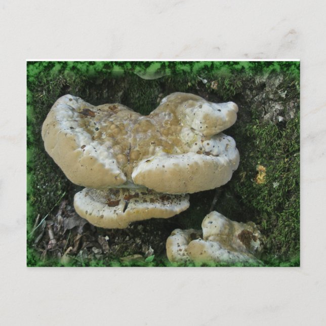 Shelf Fungi on Stump Postcard (Front)