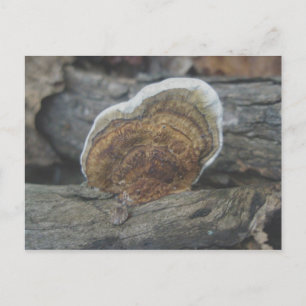 Shelf Fungus #3 Postcard