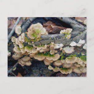 Shelf Fungus Colony December Postcard