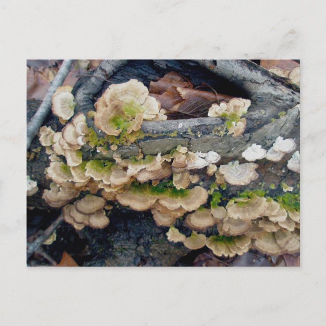 Shelf Fungus Colony December Postcard (Front)