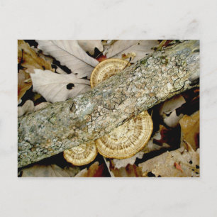 Shelf Fungus Group Postcard