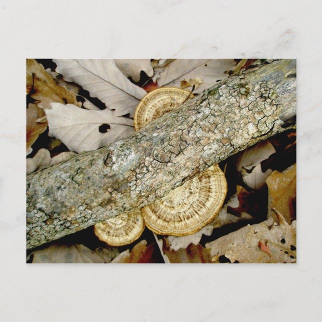 Shelf Fungus Group Postcard (Front)