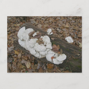 Shelf Fungus on Log Postcard
