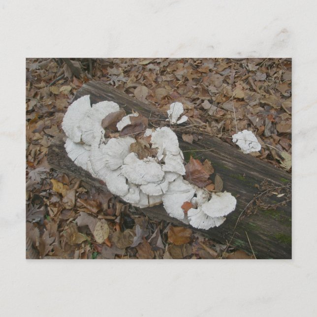 Shelf Fungus on Log Postcard (Front)