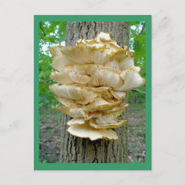 Shelf Fungus on Tree Postcard (Front)