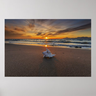 Shell At The Beach At Sunset Kos Island Poster