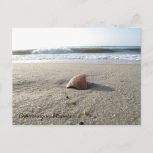 Shell Chincoteague, Virginia Postcard