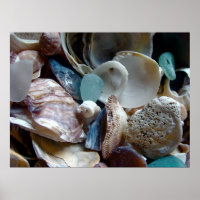 Shell Collected Print