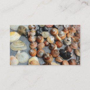 shell collection mostly golden snail shells business card